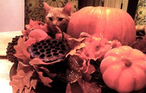 Feed Me Funnies: Thanksgiving Stories