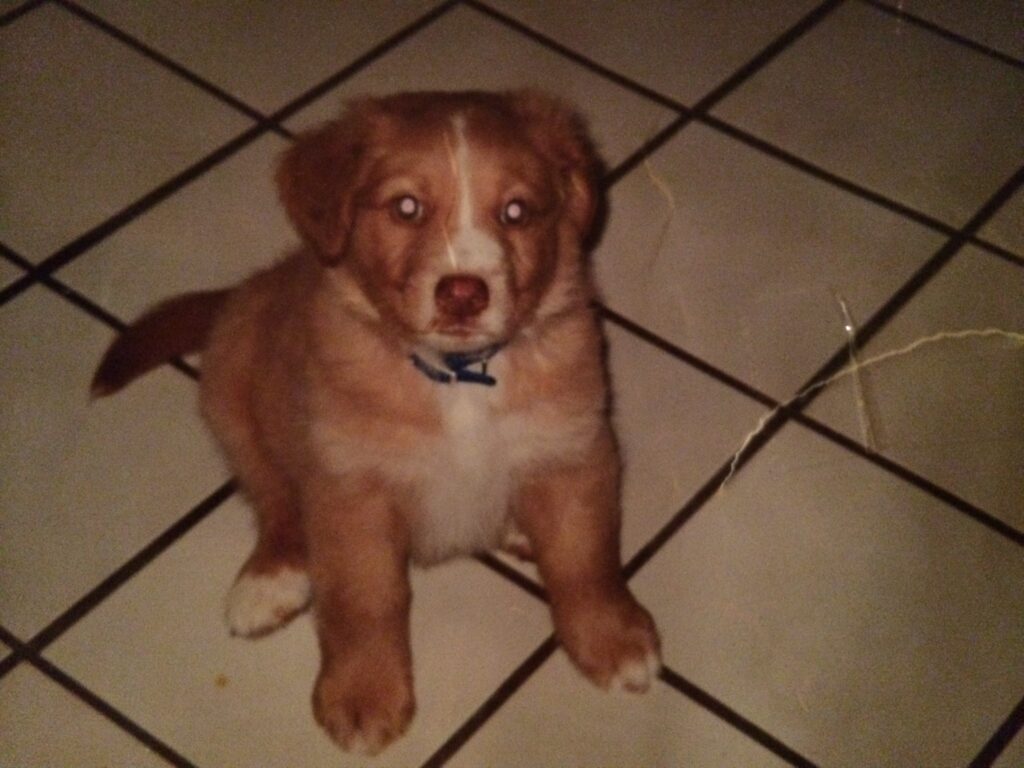 Leah Polakoff - Teddy