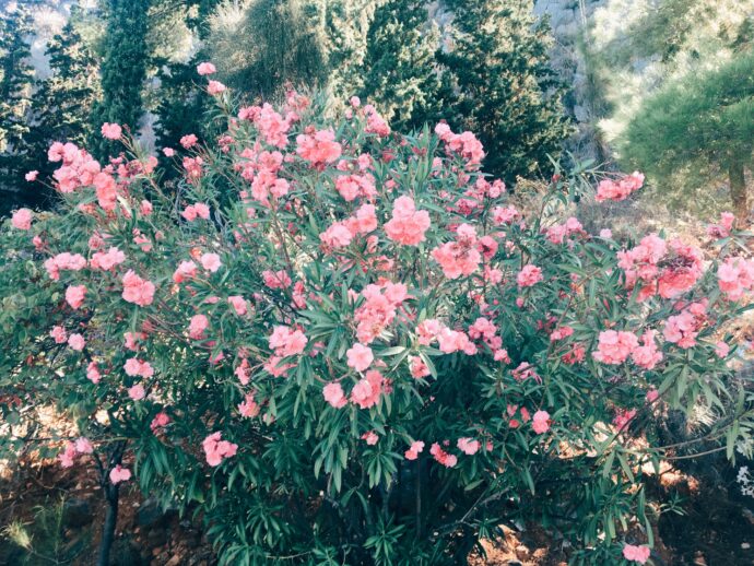 Processed with VSCO with e3 preset