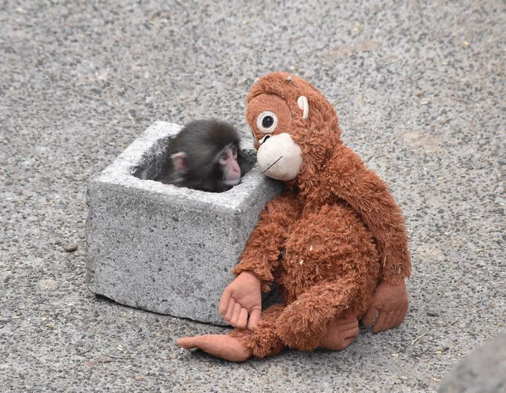 Can We Relate To Punch The Monkey?